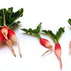radishes (10637_1)