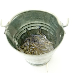 Image of Elvers In Bucket