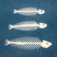 Image of <b>NEW:</b> Fish Skeletons x3